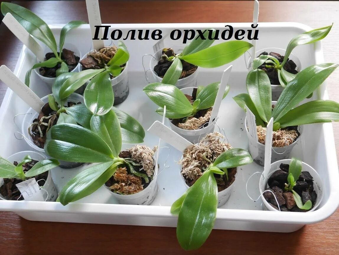 Как понять орхидею. Орхидея фаленопсис полив. орхидея камбрия полив. пересаживаем орхидею фаленопсис. полив орхидеи погружением.