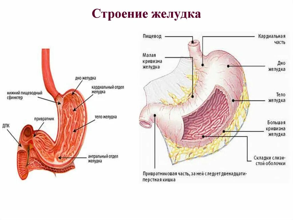 Строение желудка вид спереди. Строение желудка человека анатомия. Части желудка,строение стенки желудка. Внутреннее строение желудка анатомия.
