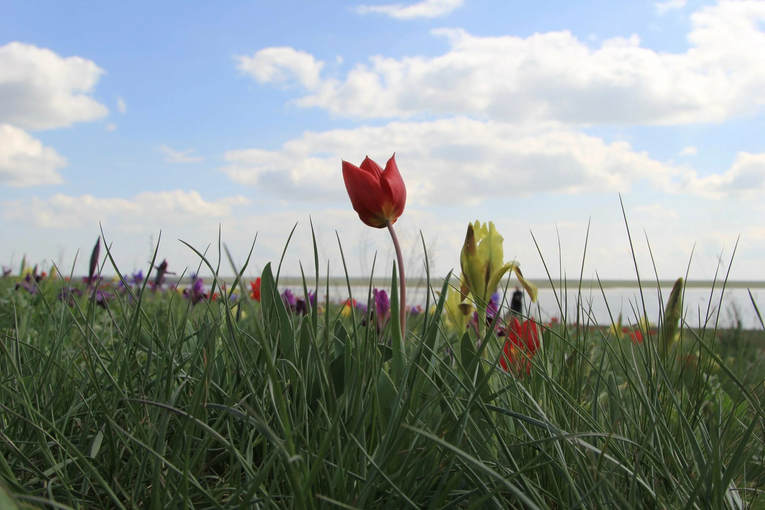 Калмыкия цветение тюльпанов 2024. Тюльпан Шренка Калмыкия. Калмыкия тюльпановые поля. Цветение тюльпанов в Калмыкии. Маныч цветение тюльпанов.