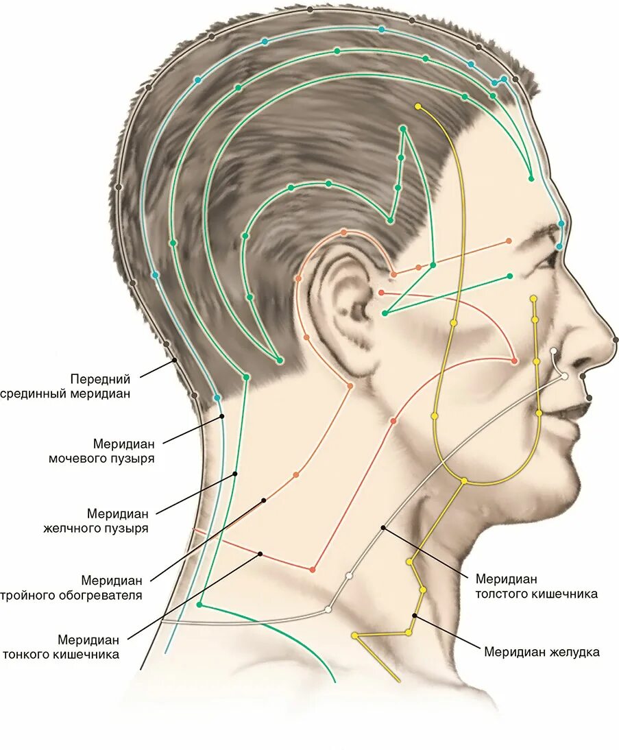 Затылка в теле. Меридианы на голове. Меридианы на шее. Точки Меридиан на голове.