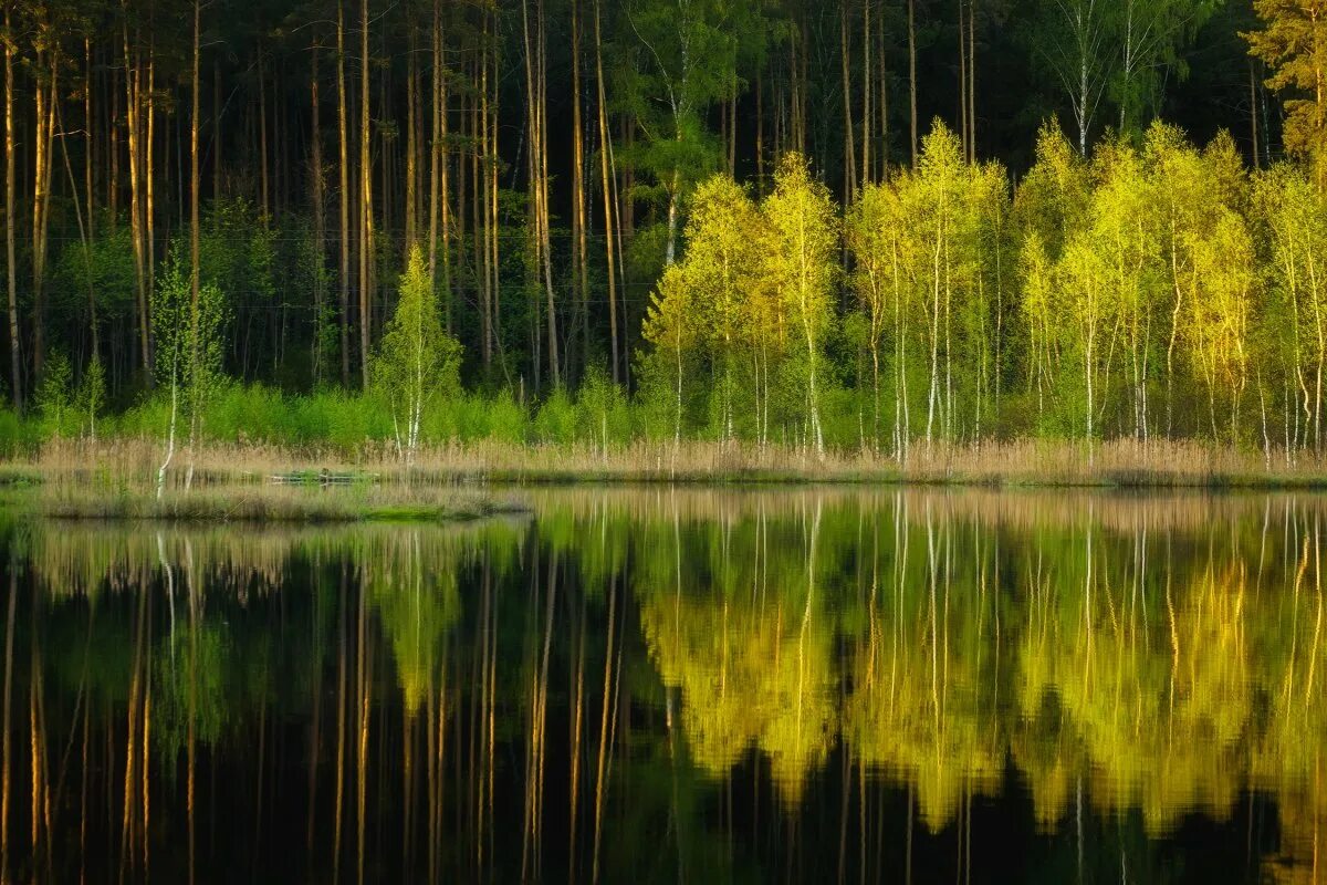 Пейзаж болота и леса. Щепкино болото Зеленоград. Озеро Щепкино болото. Озеро Болотное и Лесное. Трясина Щепкино болото.