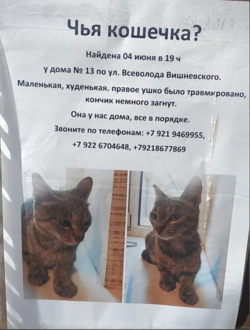 Найдена кошка объявление