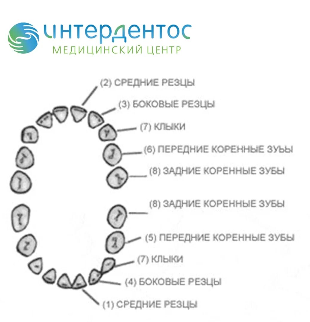 6 зуб снизу. Боковые резцы верхней челюсти у детей коренные. Прорезывание молочных зубов боковые резцы. Передние зубы резцы и клыки. Правильное расположение зубов в ротовой полости.