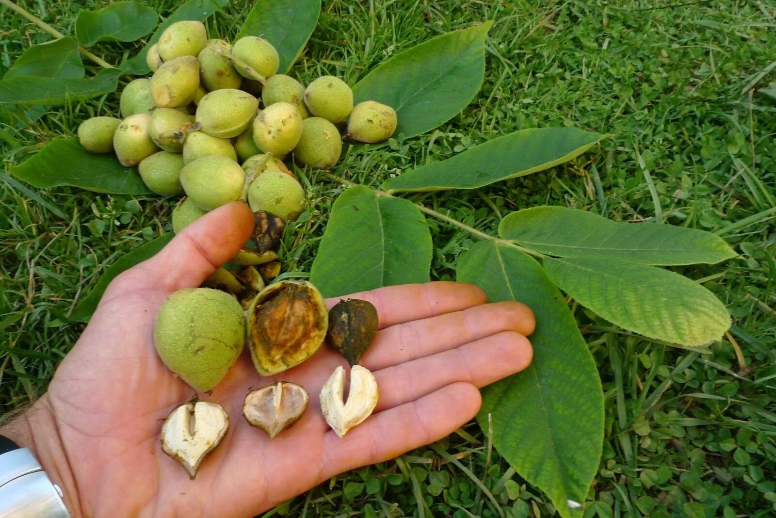 Орех сердцевидный, Juglans cordiformis. Орех маньчжурский(Juglans mandshurica Maxim). Орех айлантолистный Зибольда. Орех маньчжурский (Juglans nigra l.). Корни образования горькие но плоды сладкие