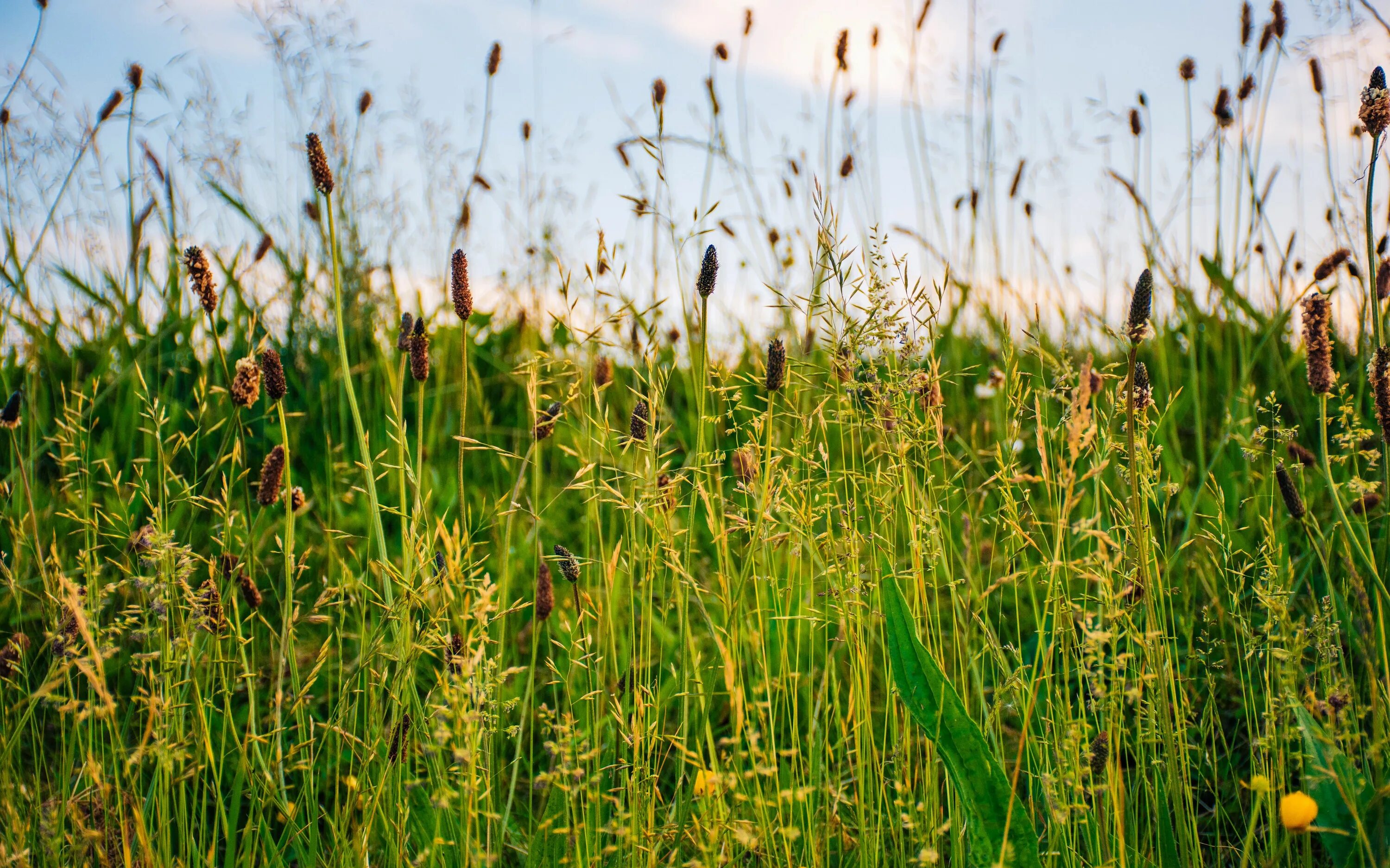 стих про траву короткий. на каких полях ничего не растет. всходы газона. трава картинка. мятлик луговой блюграсс.