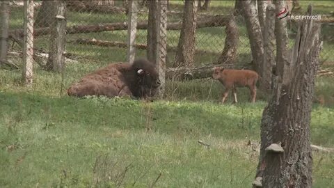 Животные приокско террасного заповедника окружающий мир
