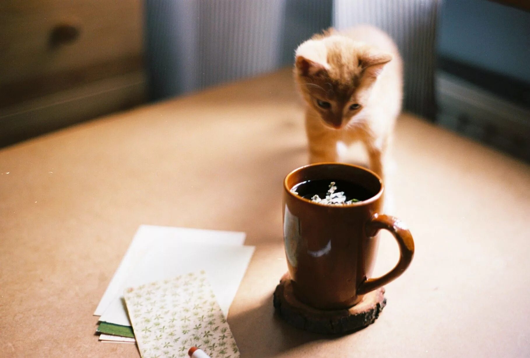 Кот и кофе. Котик с кофе. Котенок пьет кофе. Котенок с чашкой кофе.
