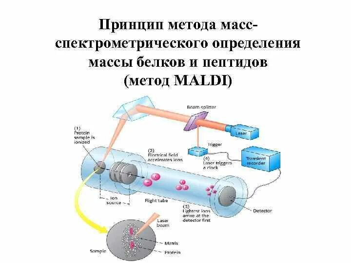 Принципы методов определения молекулярной массы белков. Масс-спектрометрия белков принцип метода. Схема масс спектрометрия белков. Принцип масс спектрометрии. Анализ микробных маркеров