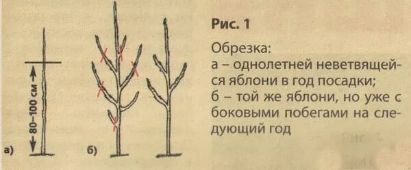 Обрезают ли саженцы яблони. Обрезка однолетних саженцев яблони. Обрезать однолетний саженец яблони. Однолетние саженцы яблони. Схема посадки саженца яблони.