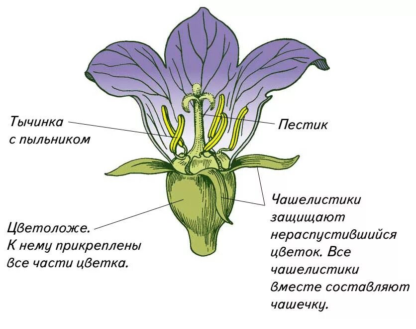 Покрытосеменные растения побег. Цветоложе цветоножка чашечка венчик. Чашелистики пестик тычинки венчик. Строение цветка схема венчик. Околоцветник чашечка и венчик.