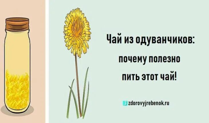 Чай из одуванчиков. Одуванчик чай. Польза чая из одуванчиков. Чай из одуванчиков рецепт. Польза чая из одуванчиков цветков