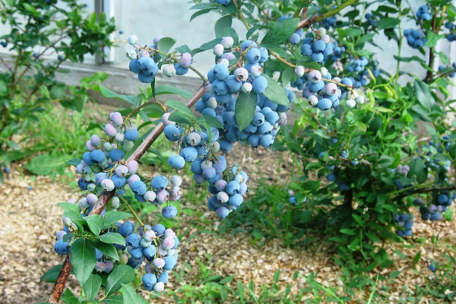 Голубика в черноземье. Голубика Садовая. Голубика Садовая куст. Голубика Садовая Блюголд.