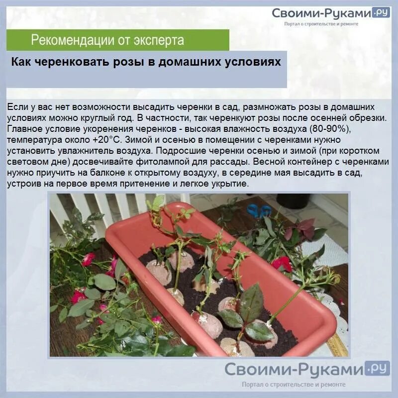 Укоренить розу в воде домашних условиях. Как размножить розы черенками. Размножение роз черенкованием. Розы размножение черенками из букета. Укоренить черенок розы из букета.