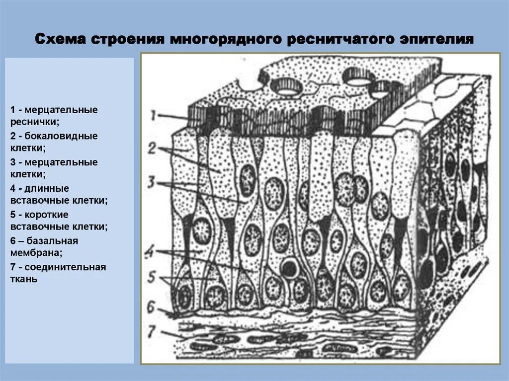 Цилиндрический реснитчатый эпителий. Многорядный столбчатый реснитчатый эпителий. Однослойный мерцательный эпителий. Однослойный многорядный мерцательный эпителий строение. Эпителиальные ткани состоят из клеток