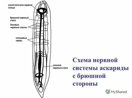 У круглых червей отсутствует система