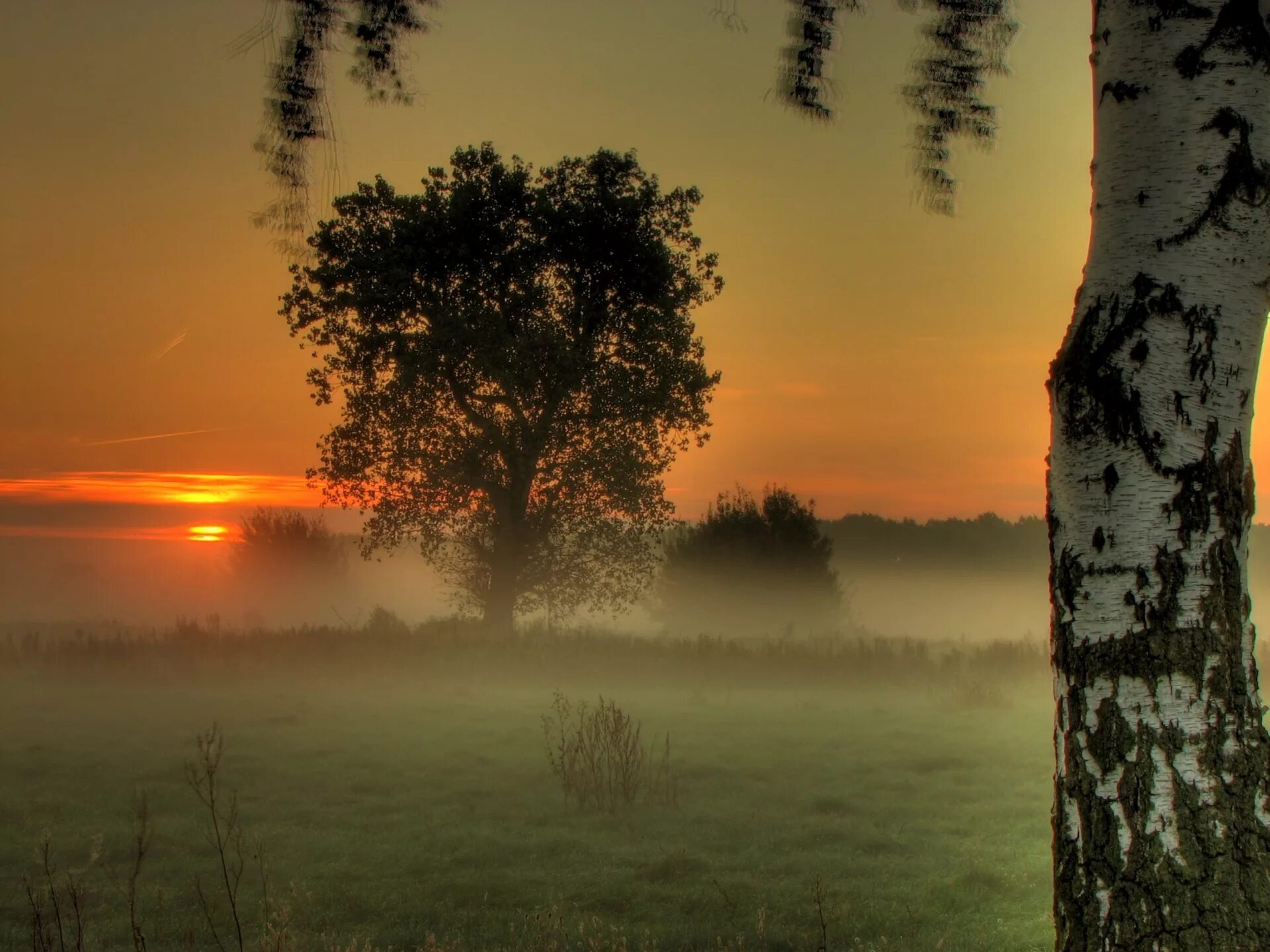 Стих раннее утро. Рассвет березы. Природа рассвет. Березы в тумане. Березы на закате.