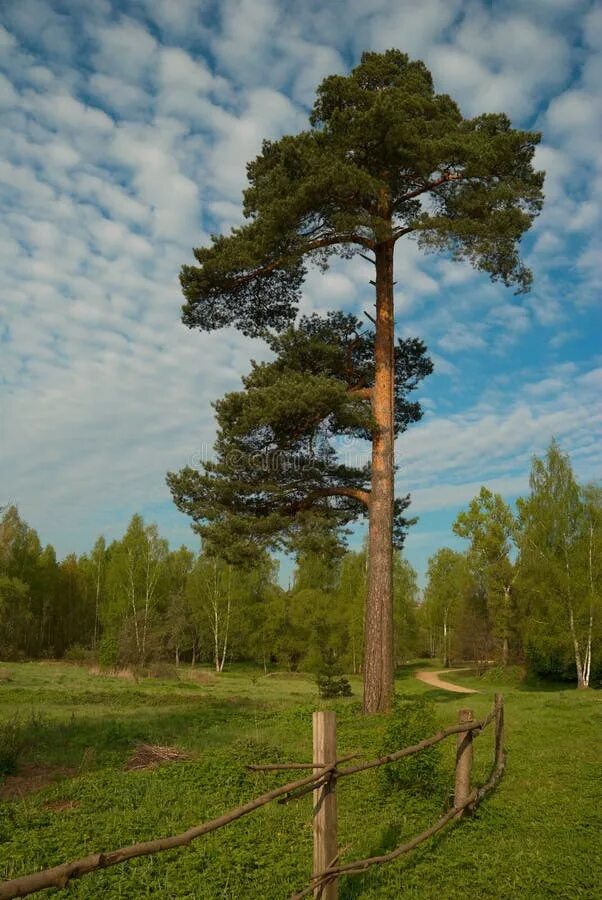 Лес сосны цветы. Сосна до 7м. Цифра из хвойных. Сосна 3д макс. Голубая сосна фото.