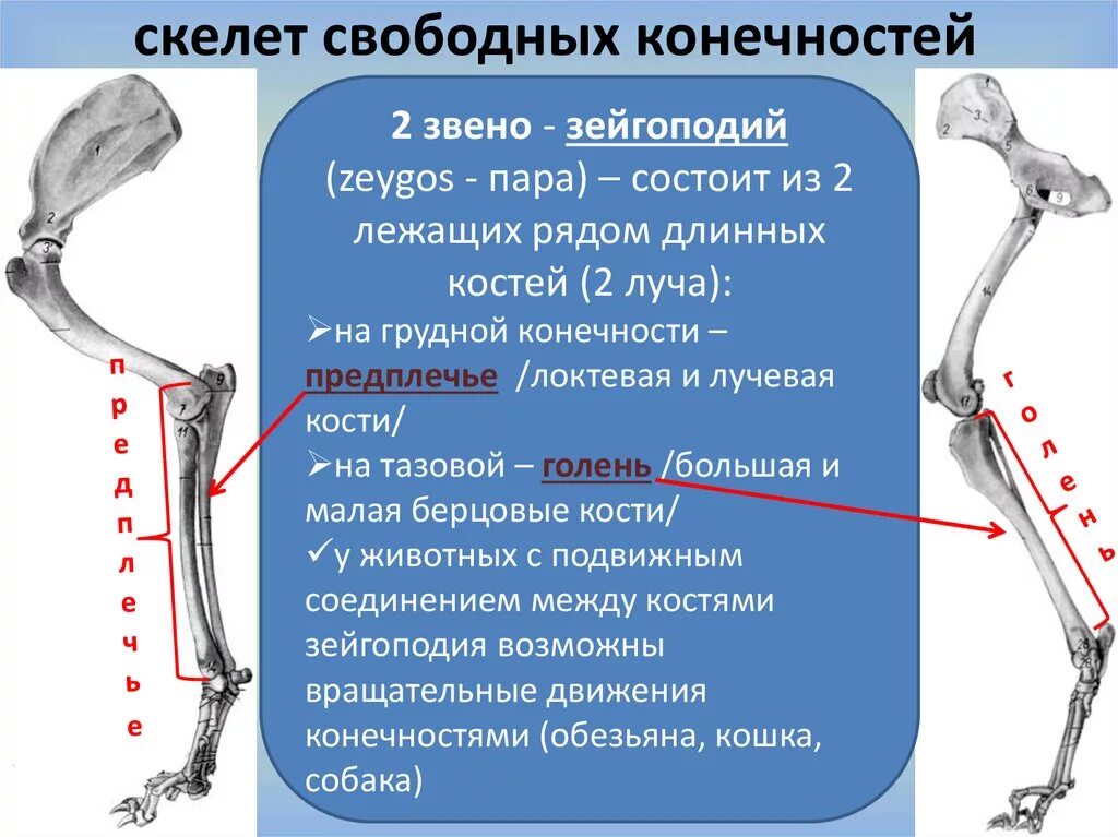 Скелет конечностей собаки. Соединение костей тазовой конечности у животных. Зейгоподий грудной конечности коровы. Скелет свободных конечностей животных. Скелет свободной тазовой конечности.