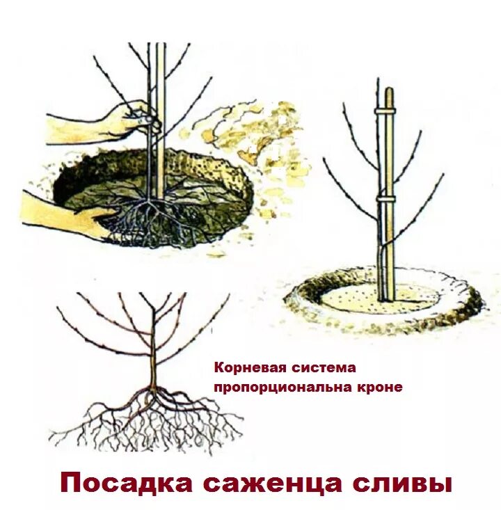 Как посадить вишню весной саженцами. Схема посадка саженца плодовых деревьев. Посадка черешни весной саженцами.