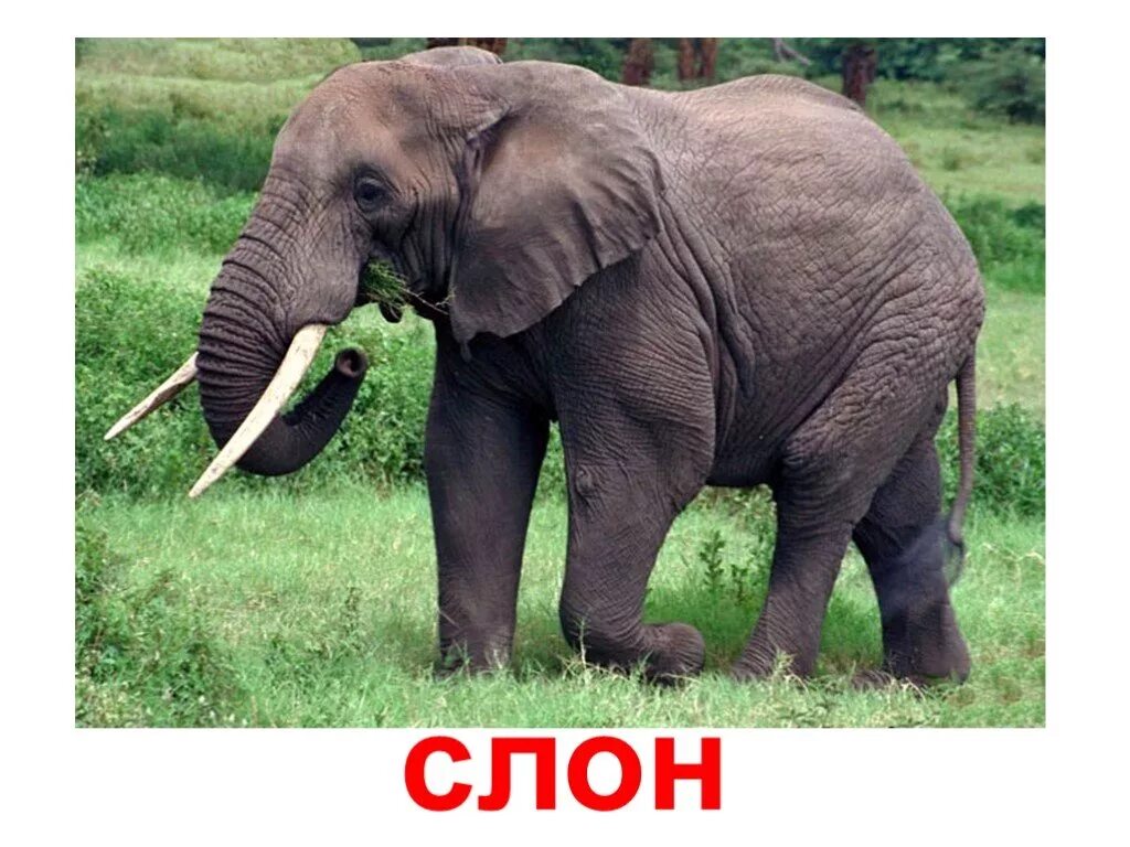 8 слон 2 9. Надпись африканские животные. карточка elephant. elephant надпись. животные жарких стран слон.