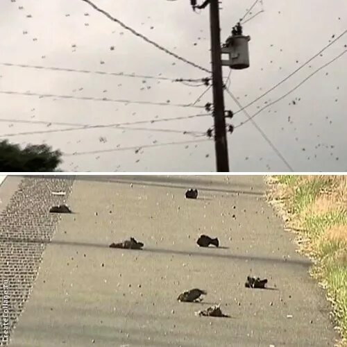 с неба упала птица