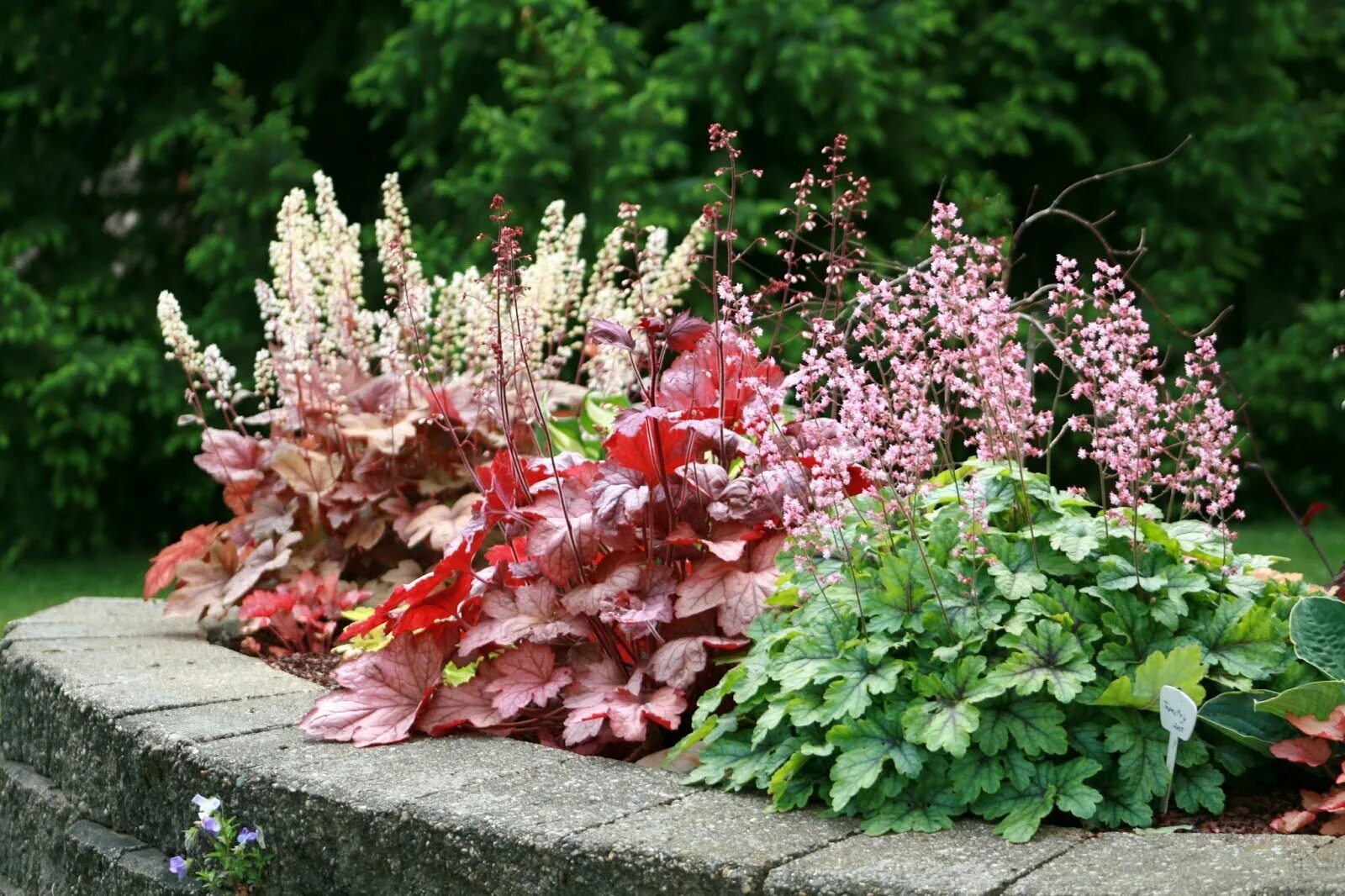 Астильба когда цветет. Гейхера Пэлас перпл. Гейхера (Heuchera). Гейхера Вереск клумба. Гейхера Палас перпл.