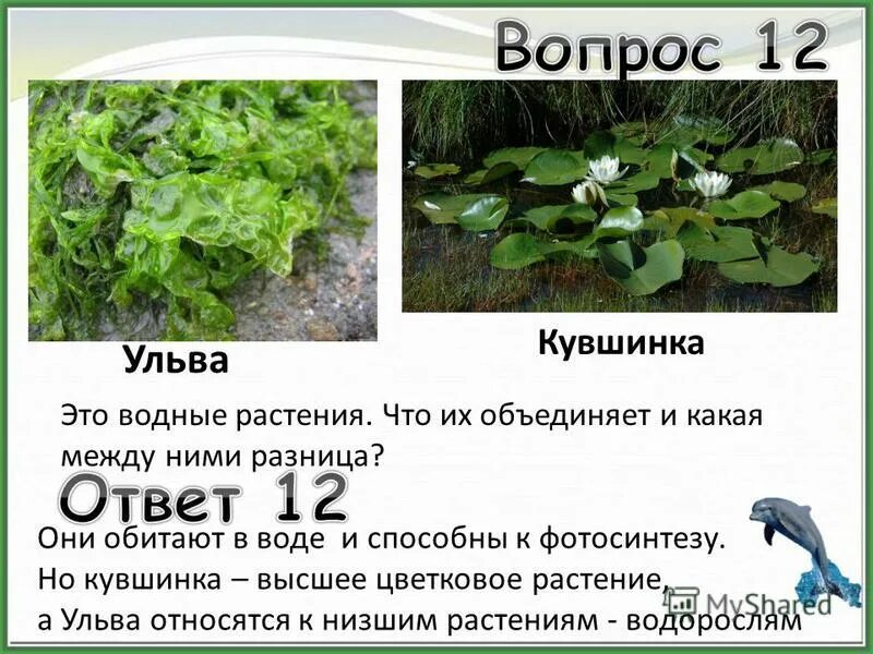 кувшинка белая описание. кувшинка высшее или низшее растение. купава кувшинка. кувшинка белоснежная красная книга. растения красной книги кувшинка белая.