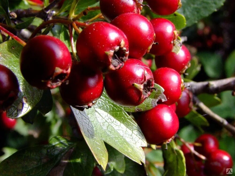 Боярышник фото. Боярышник кроваво-красный, Сибирский Crataegus sanguinea. Боярышник крупноплодный райское яблочко. Боярышник однокосточковый. Боярышник Приречный.