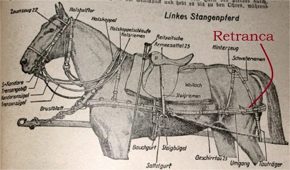 Конская упряжь, сбруя. Упряжь для лошади схема. Элементы упряжки на лошадь. Элементы лошадиной упряжи. Часть упряжи 5