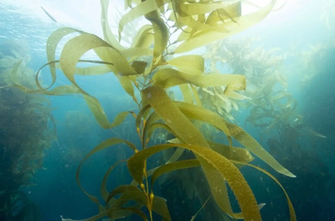 Келп бурая водоросль. Ламинария Kelp. Ламинария дигитата. Водоросли келп ламинариевые.