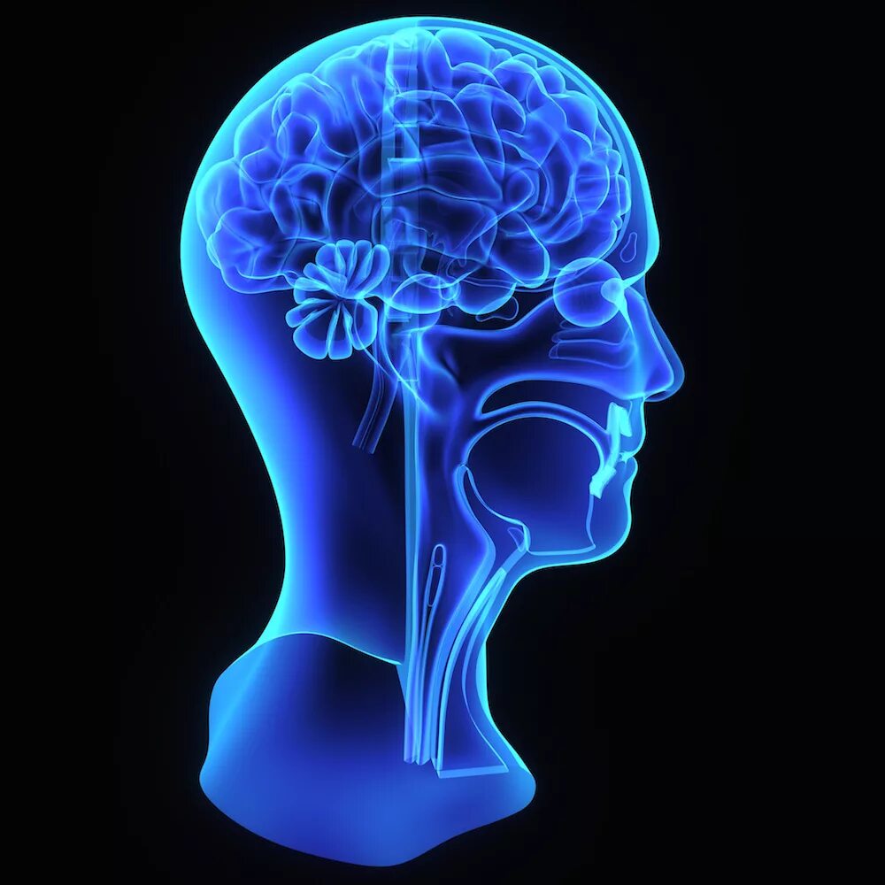 Голова головной мозг шея. Синяя голова. Синяя голова логика. Синяя голова нарисованная. Синяя голова Арто.