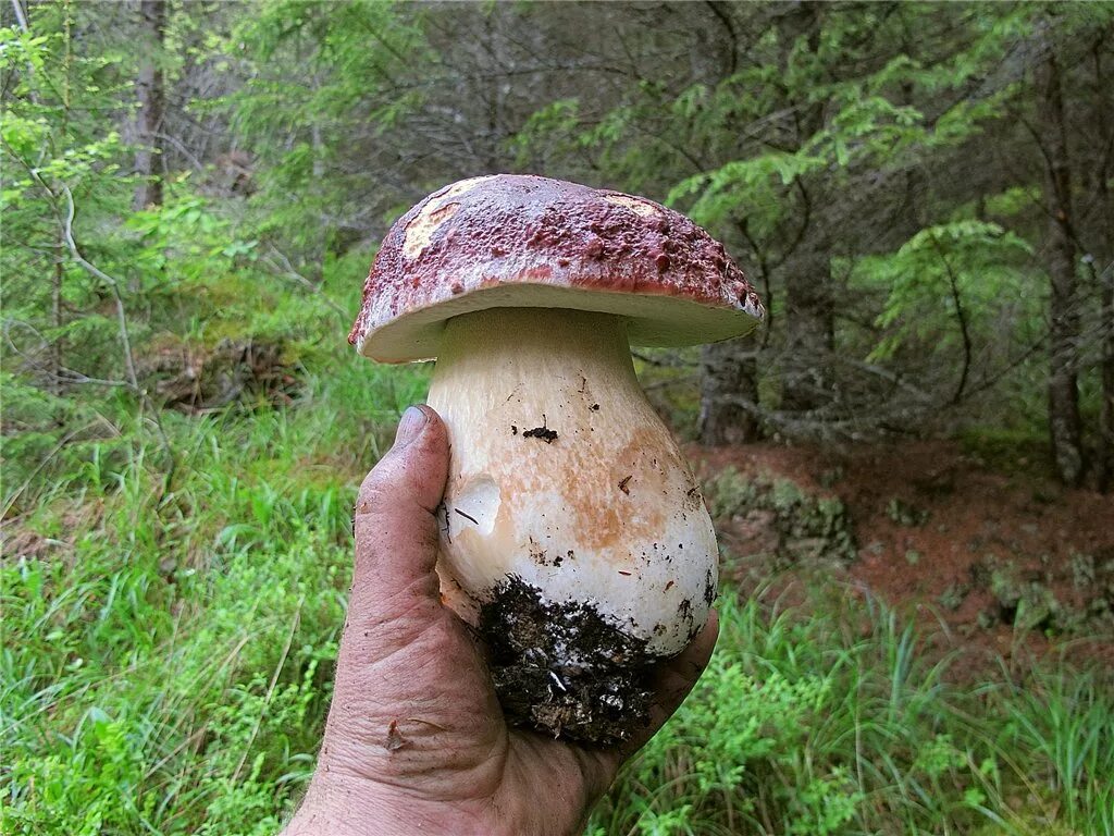 гриб полностью белого цвета.