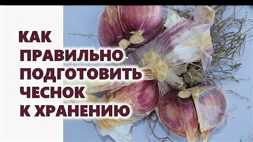 Как подготовить чеснок к хранению. Подготовка чеснока.