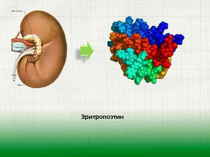 Эритропоэтин что это. Эритропоэтин гормон. Эритропоэтин картинки. Эритропоэтин белок. Эритропоэтин фармакология.