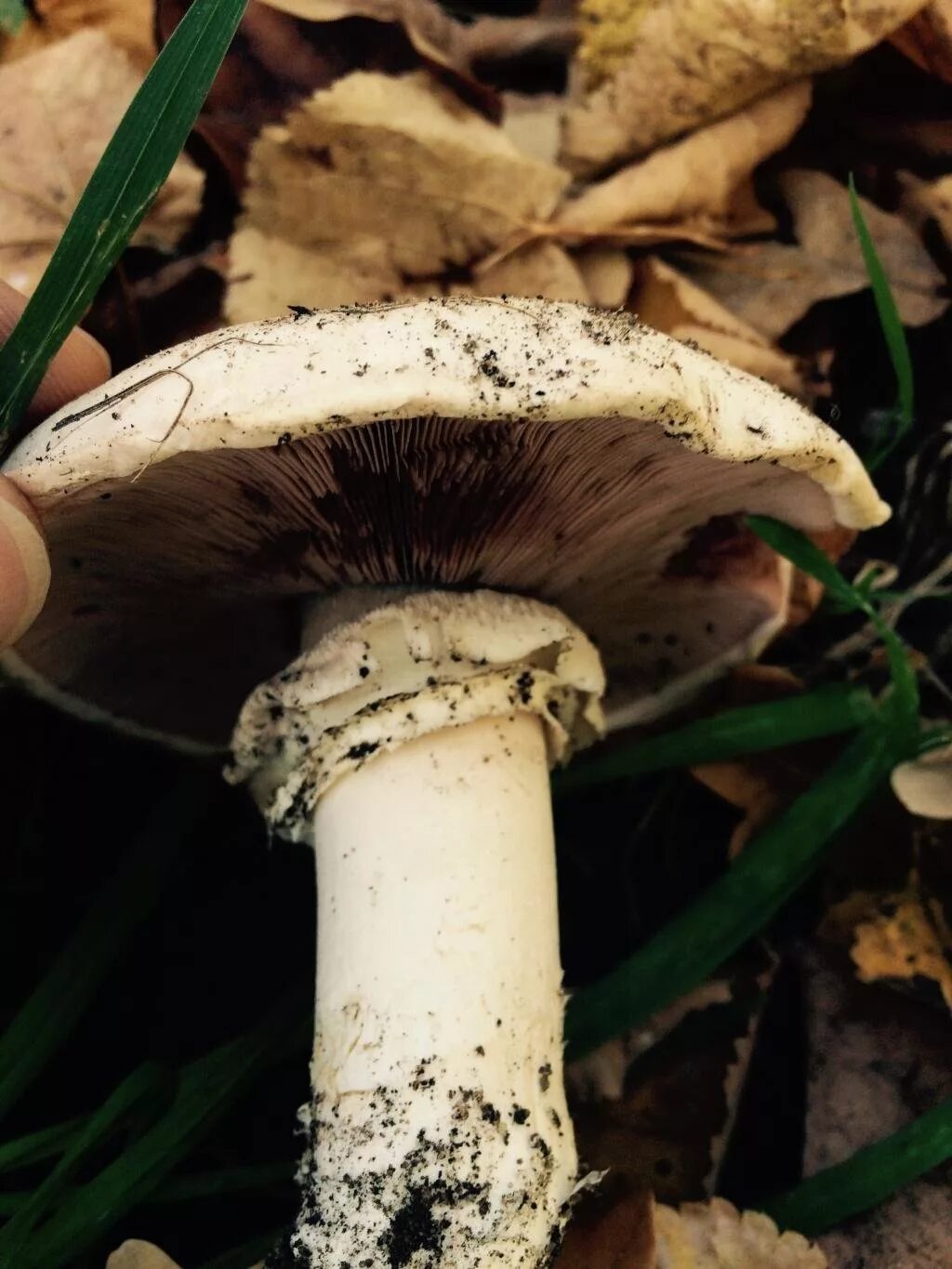 Как выглядит шампиньоны фото. Шампиньон двукольцевой. agaricus bitorquis. шампиньоны agaricus. агарикус гриб шампиньон.