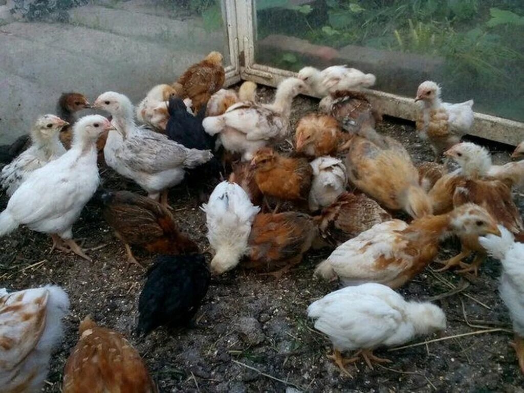 Цыплята Ломан Браун. Месячные цыплята. Цыплята несушки. Двухмесячные цыплята. Куры 2 месяца