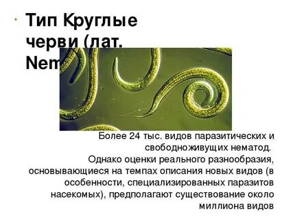 Круглые черви биология 7