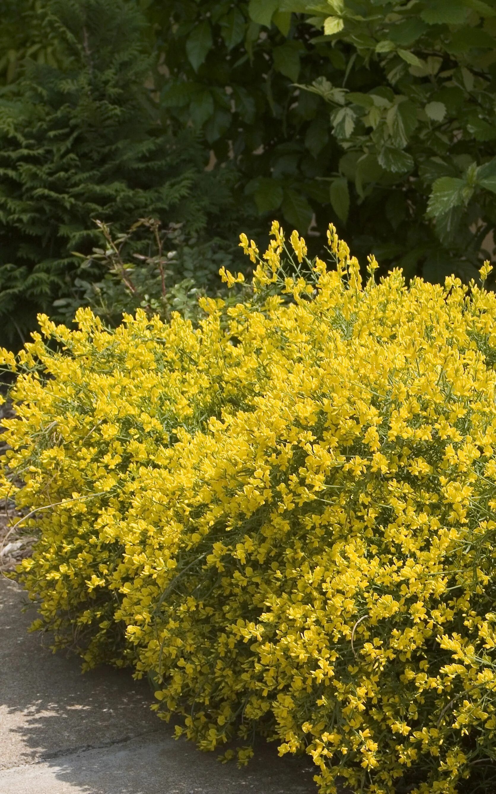 Как называется куст с желтыми цветами. Буш кустарник желтый. Genista Lydia. Форзиция почвопокровная. Декоративный кустарник Гретта желтый.