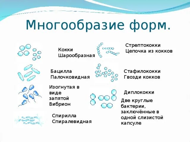 Вывод о разнообразии форм тела бактерий. Формы бактерий. Многообразие бактерий. Разнообразие форм бактерий. Формы бактерий для детей.