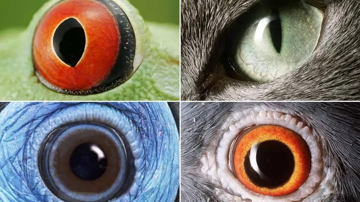 Whose eyes are these. Простые глаза у животных. Глаз Энималс. Жаба кошачий глаз. Лягушка с кошачьими глазами.