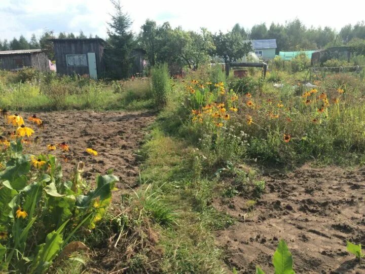 Дача ветеранов. Снт ветеран тольятти. Дача ветеранов. Дача ветеранов. Снт ветеран кленово.