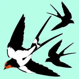 Black swallow