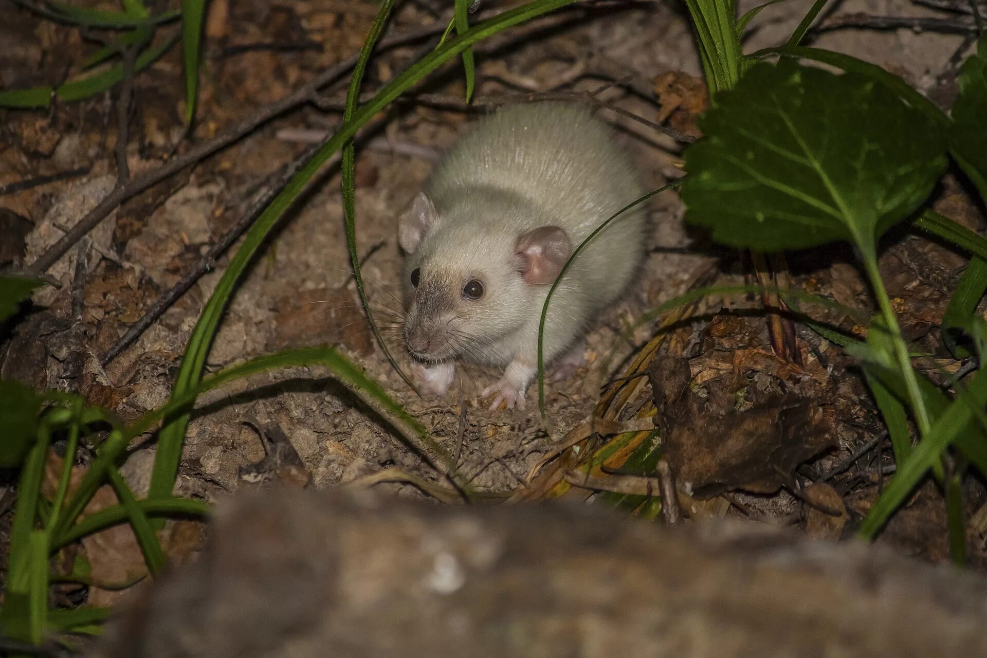 Найти мышей. Белая мышь в лесу. Белая Полевая мышь. Грызуны в Битцевском лесу. Белая мышка зверек в лесу.