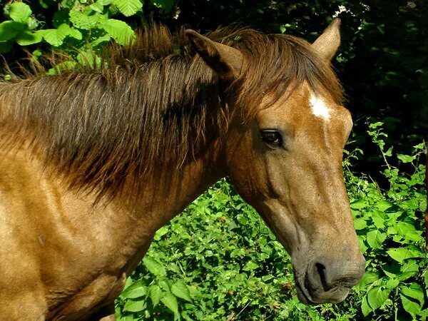 лошадиный кузнечик. коричневый конь. кузнечик лошадь. кузнечик фото. яйцеклад кузнечика.