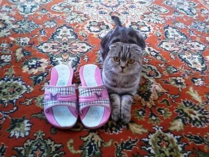 Кому приносишь тапочки