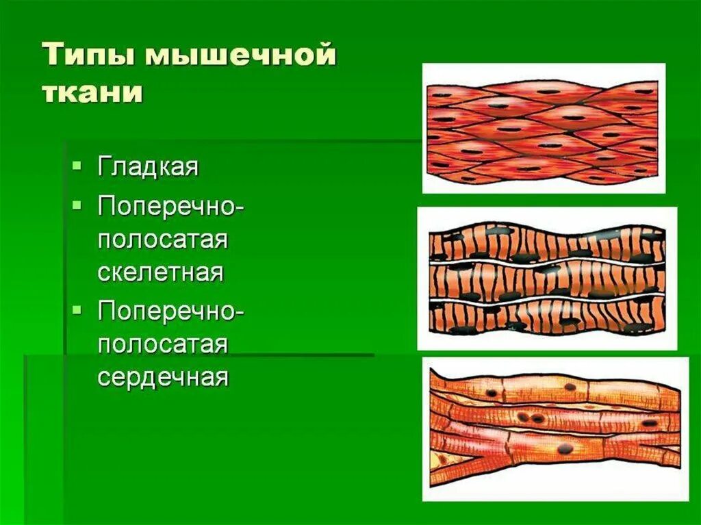 Гладкая мышечная ткань источник. Поперечная исчерченность поперечно полосатой мышечной ткани. Гладкая поперечно-полосатая и сердечная мышечная ткань таблица. Скелетная сердечная и гладкая мышечная ткань. Скелетная поперечнополосатая мышечная ткангладкая.