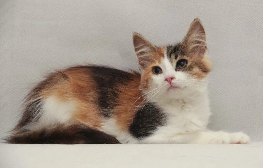 Пол трехцветного котенка. Сибирская кошка трехцветная. Трехцветная гладкошерстная кошка. Серая трехцветная кошка порода. Кошка обычная трехшерстная.