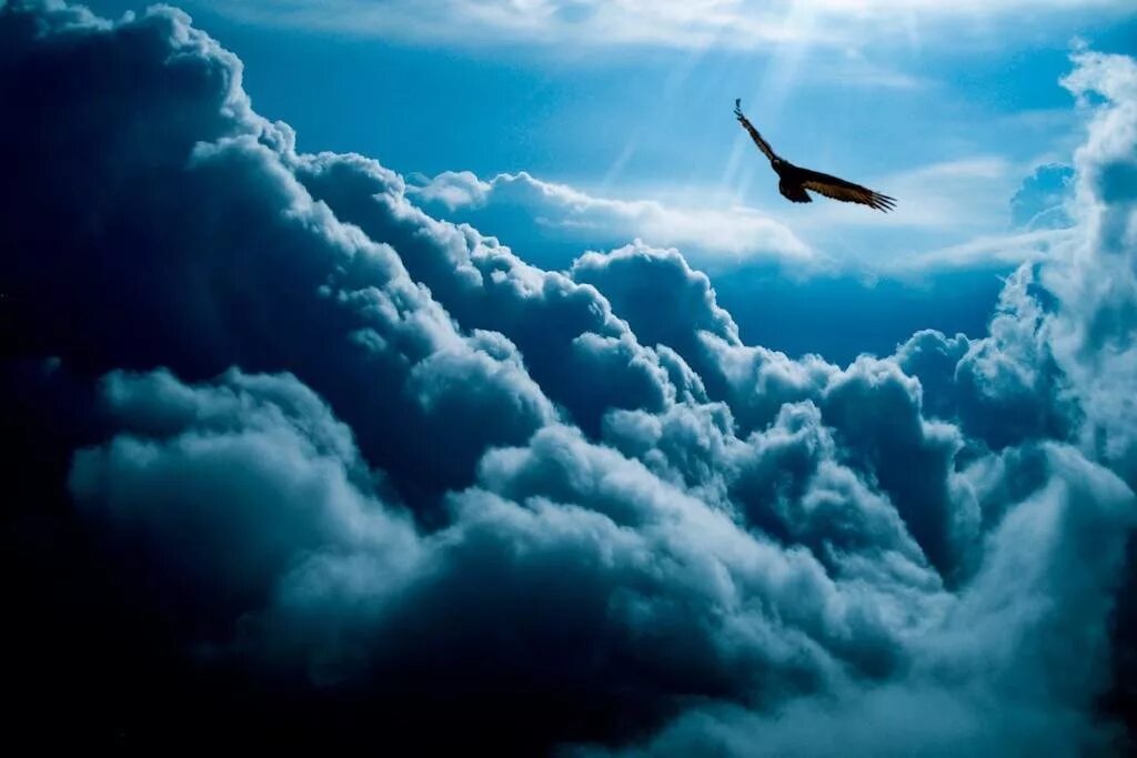 Слово ввысь. Птицы в небе. Полет в небе. Птицы в облаках. Птица парит в небе.