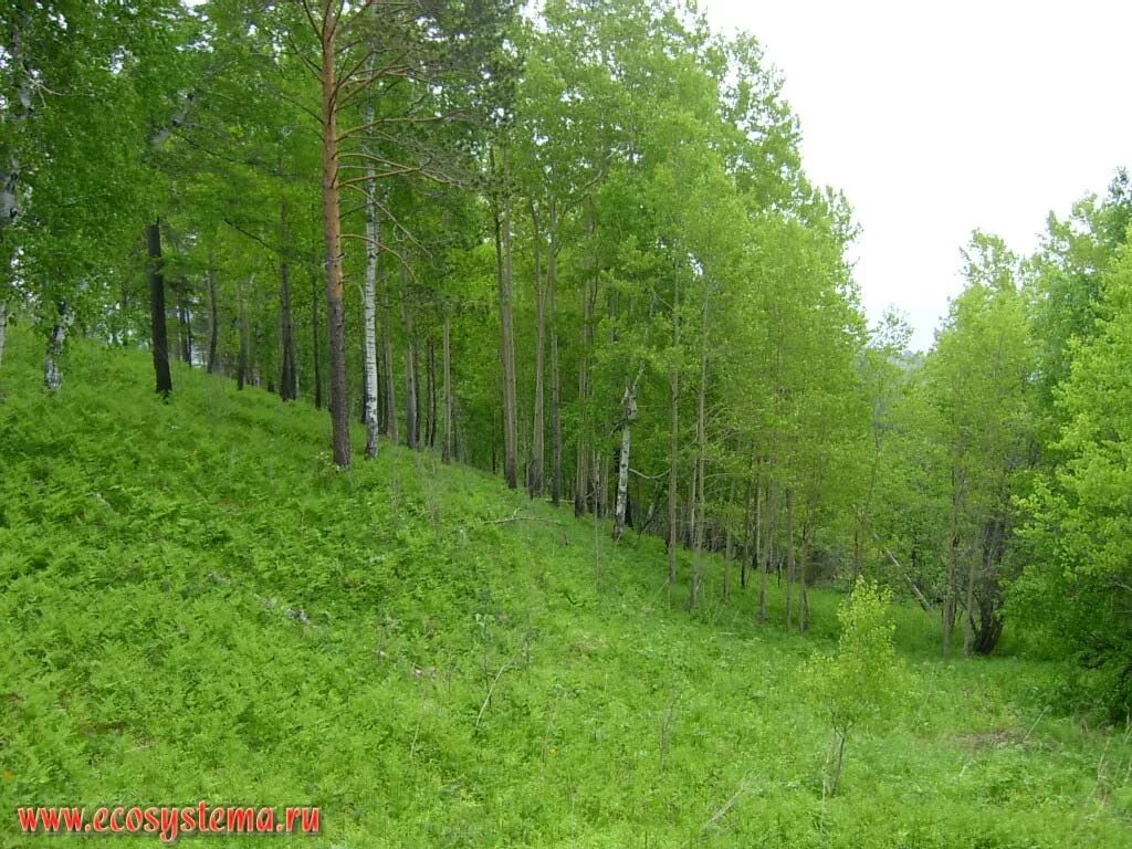 Юго западная лесная