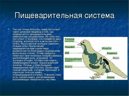 Класс птицы общая характеристика